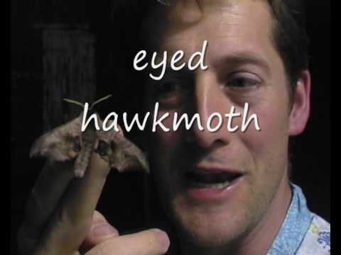 Hawkmoth