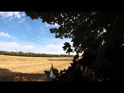 Video: Shooting pigeon over decoys